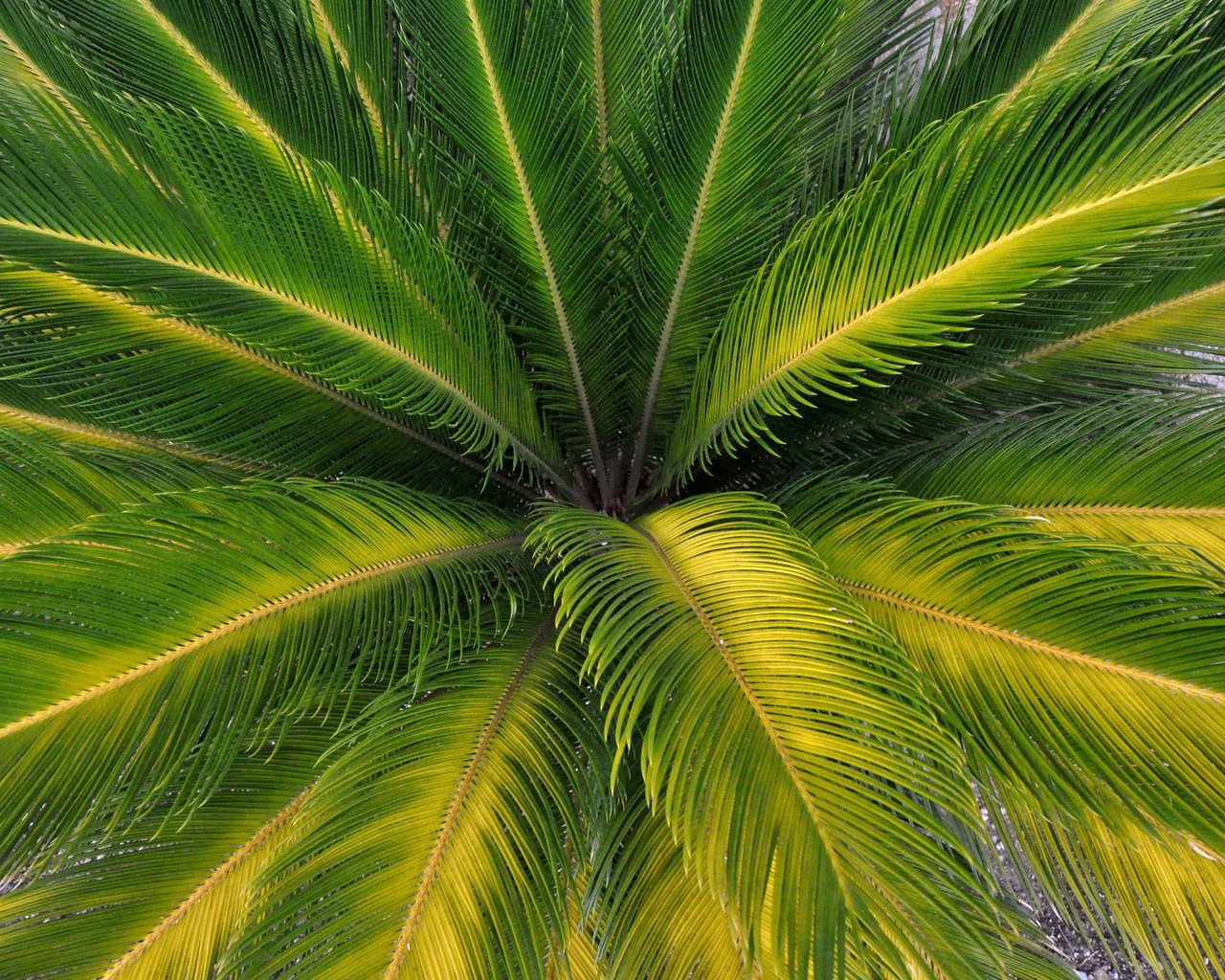 Обои природа, листья, пальма, крупным планом, пальмовые листья, nature, leaves, palma, closeup разрешение 2200x1461 Загрузить