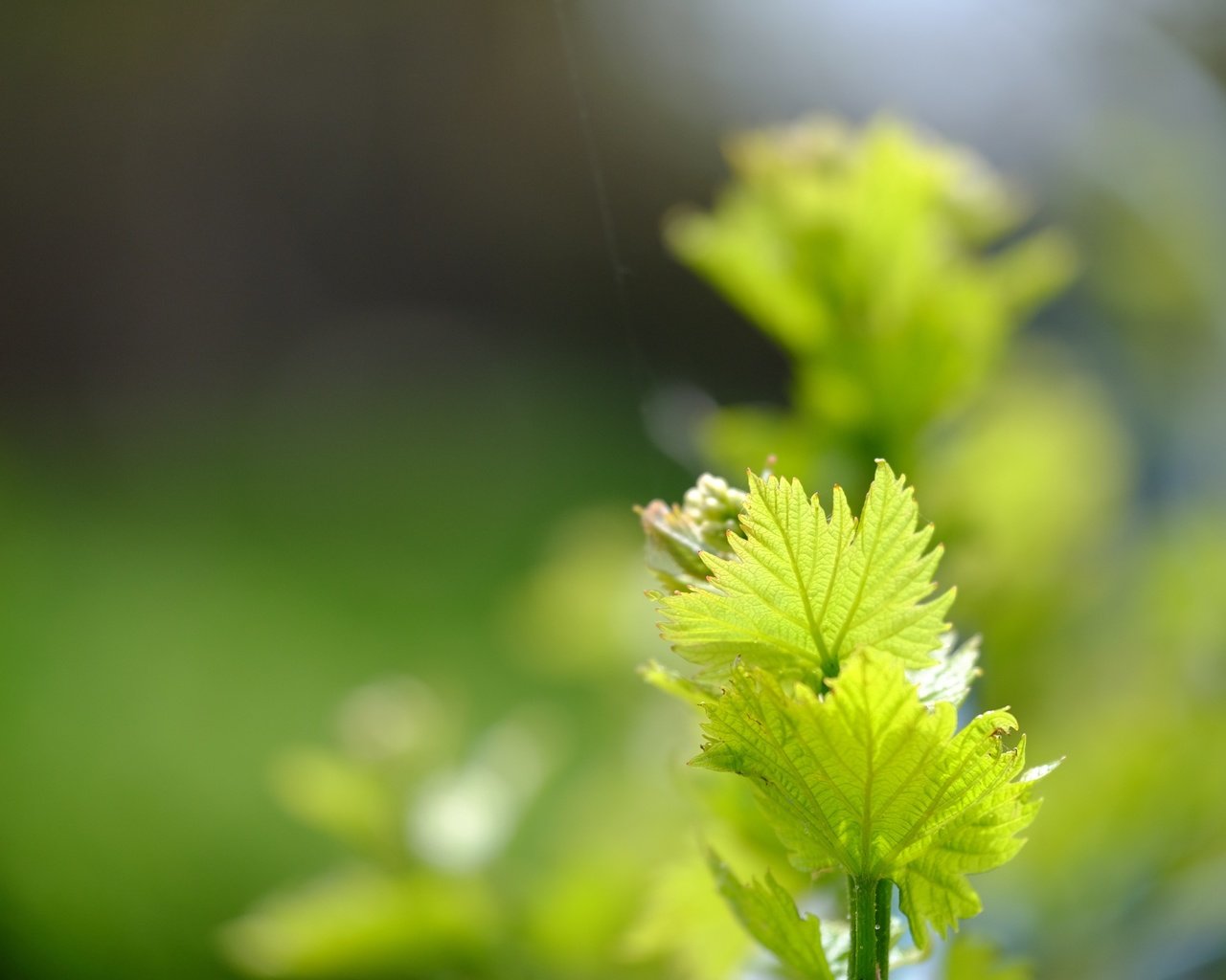 Обои зелень, листья, макро, весна, лоза, greens, leaves, macro, spring, vine разрешение 4896x3264 Загрузить