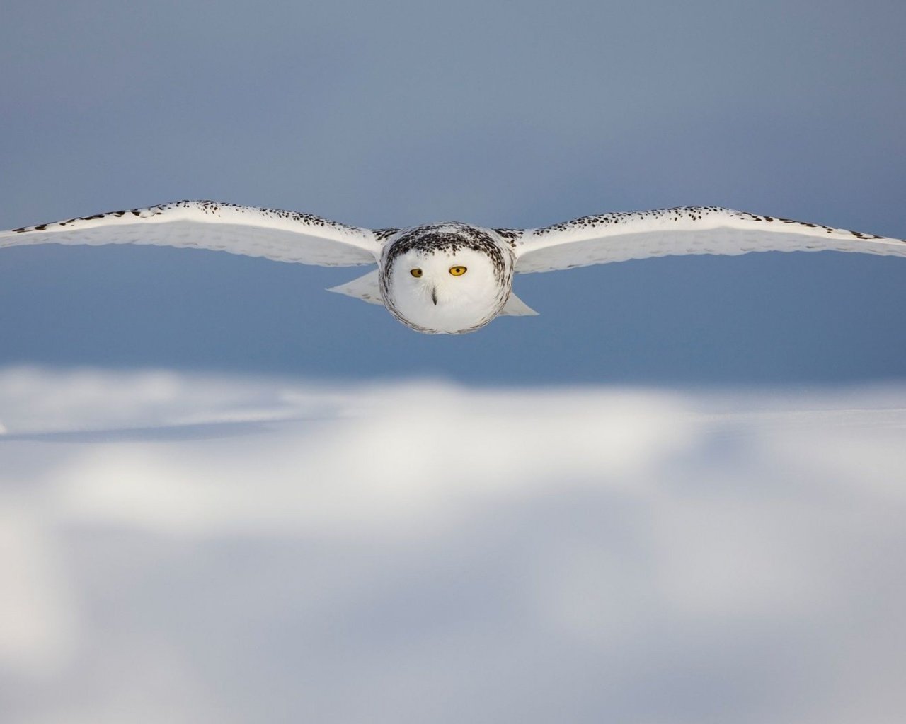 Обои сова, птицы, белая, полярная.полет, owl, birds, white, polar.flight разрешение 2880x1800 Загрузить