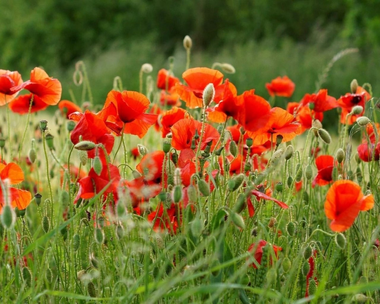 Обои цветы, поле, лето, красные, маки, flowers, field, summer, red, maki разрешение 1920x1200 Загрузить