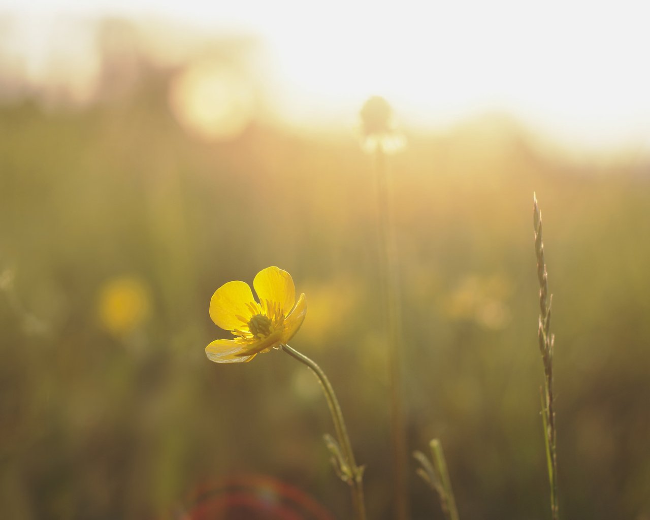 Обои солнце, природа, желтый, лучи, цветок, луг, the sun, nature, yellow, rays, flower, meadow разрешение 2048x1360 Загрузить