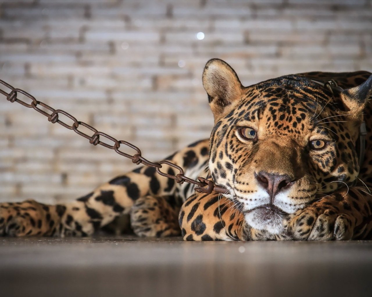 Обои леопард, хищник, ягуар, цепь, неволя, leopard, predator, jaguar, chain, bondage разрешение 1920x1200 Загрузить