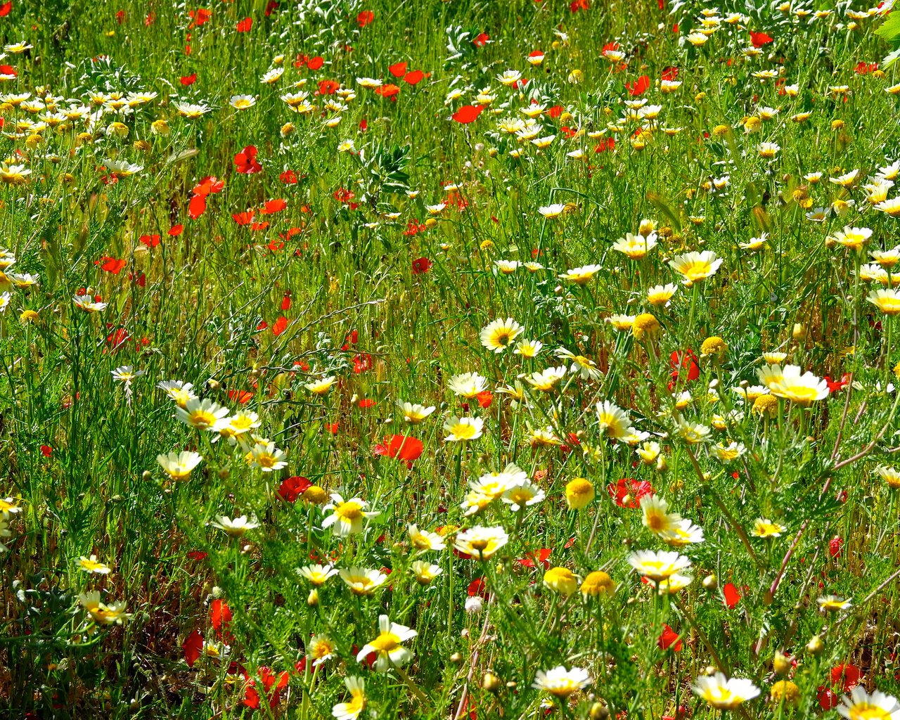 Обои цветы, трава, поле, маки, луг, ромашки, flowers, grass, field, maki, meadow, chamomile разрешение 2048x1369 Загрузить