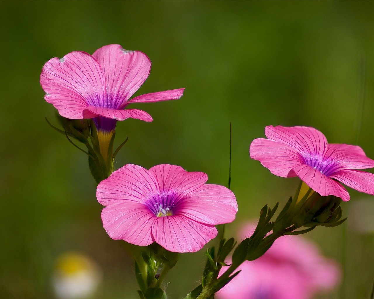 Обои цветы, розовые, яркий, лен, цветком, ziva & amir, hairy pink flax, полевой цветок, flowers, pink, bright, len, flower, wild flower разрешение 4769x3121 Загрузить