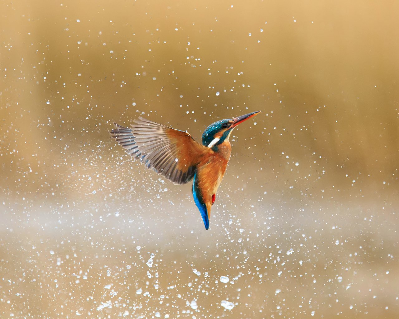 Обои вода, капли, брызги, птица, зимородок, обыкновенный зимородок, alcedo atthis, water, drops, squirt, bird, kingfisher, common kingfisher разрешение 2048x1479 Загрузить