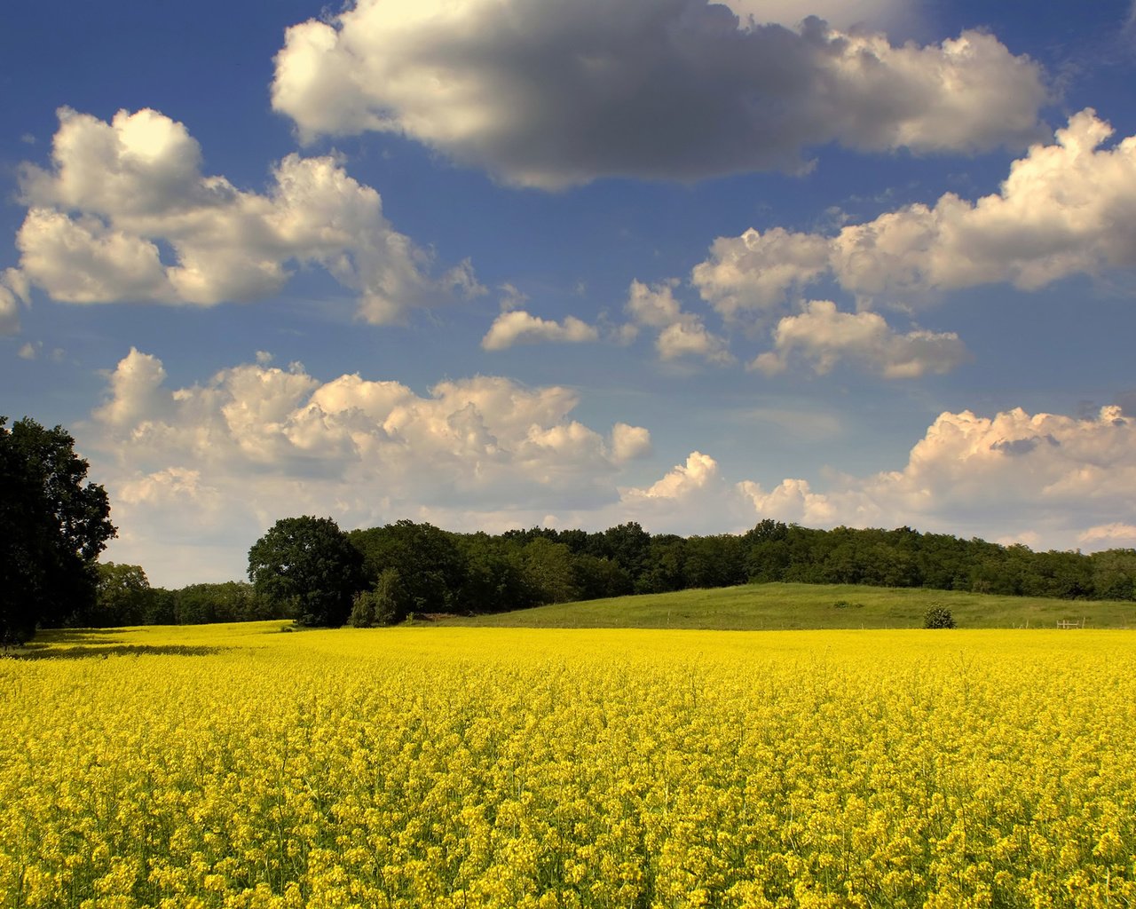 Обои небо, цветы, облака, деревья, природа, поле, рапс, the sky, flowers, clouds, trees, nature, field, rape разрешение 1920x1200 Загрузить