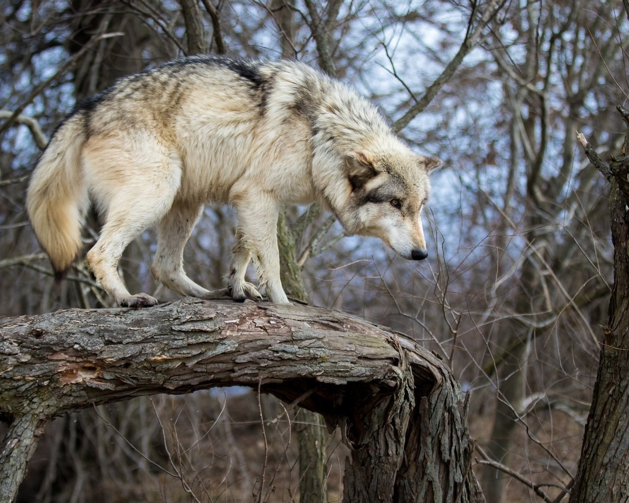 Обои природа, дерево, хищник, ствол, бревно, волк, nature, tree, predator, trunk, log, wolf разрешение 2048x1365 Загрузить