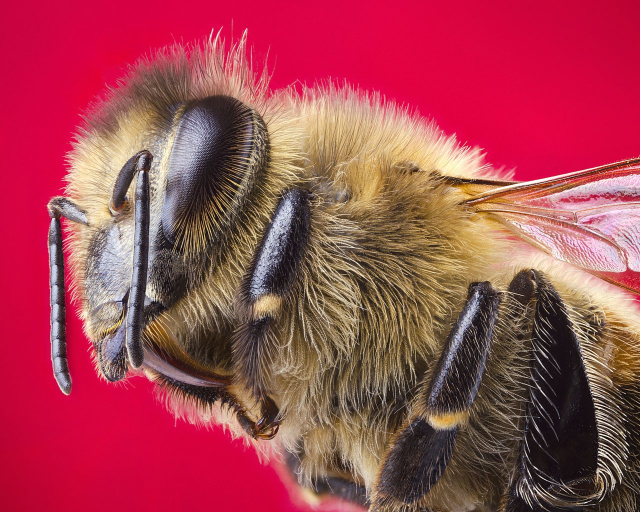 Обои макро, насекомое, крылья, пчела, красный фон, голова, macro, insect, wings, bee, red background, head разрешение 2048x1356 Загрузить