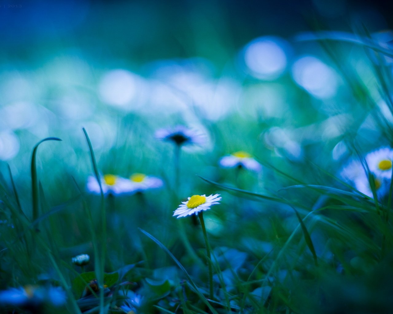 Обои трава, блики, поляна, размытость, ромашки, grass, glare, glade, blur, chamomile разрешение 1920x1200 Загрузить