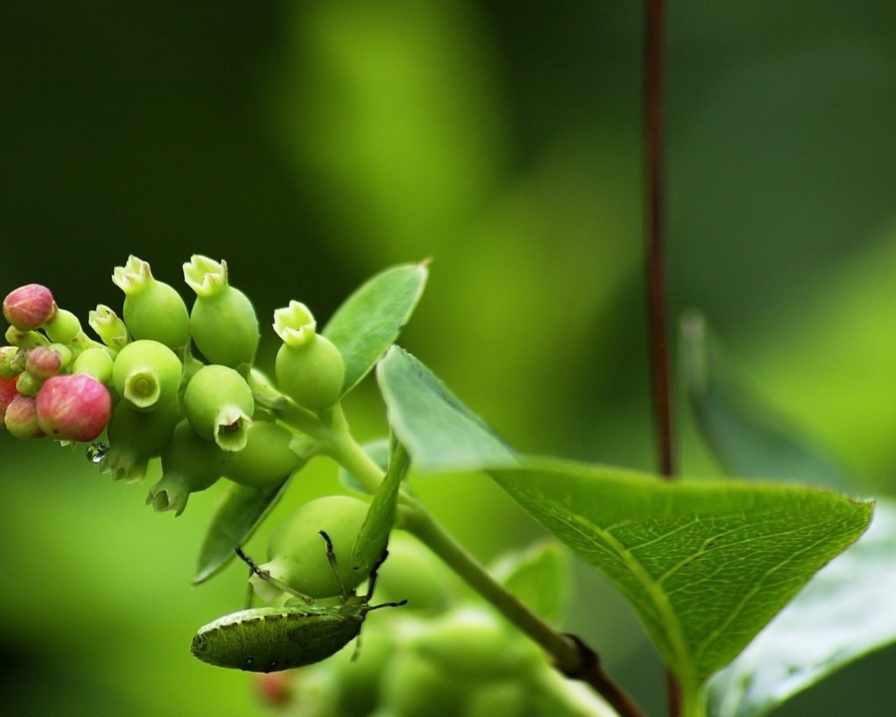 Обои листья, жук, насекомое, ягода, растение, стебель, leaves, beetle, insect, berry, plant, stem разрешение 2178x1200 Загрузить