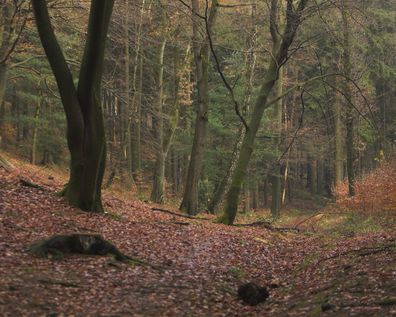 Обои деревья, природа, лес, листва, осень, trees, nature, forest, foliage, autumn разрешение 1920x1200 Загрузить