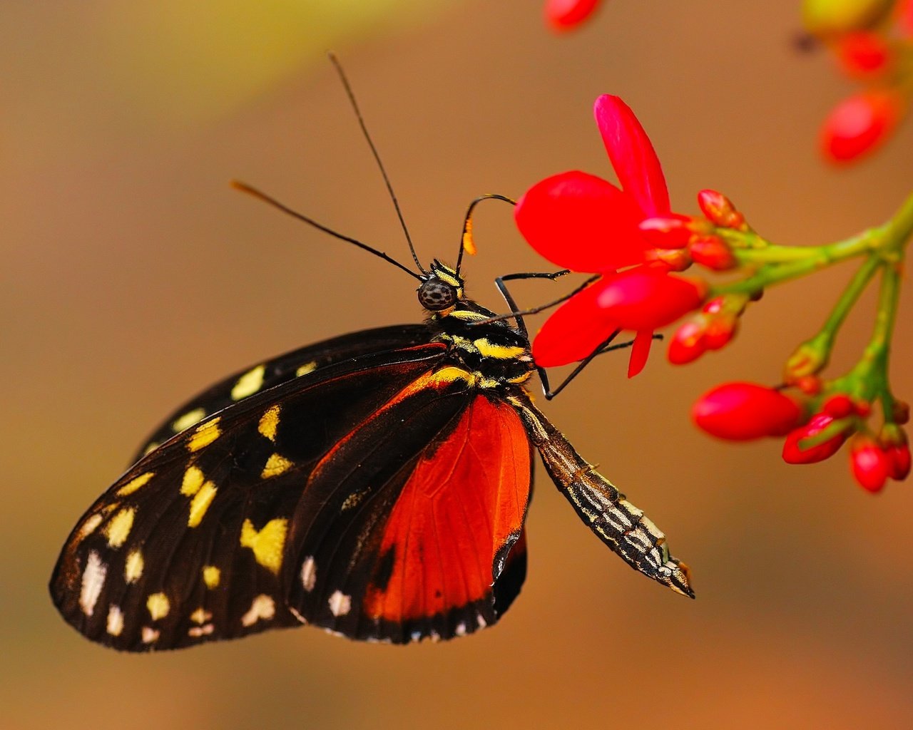 Обои цветы, макро, фон, бабочка, крылья, насекомые, flowers, macro, background, butterfly, wings, insects разрешение 2000x1331 Загрузить
