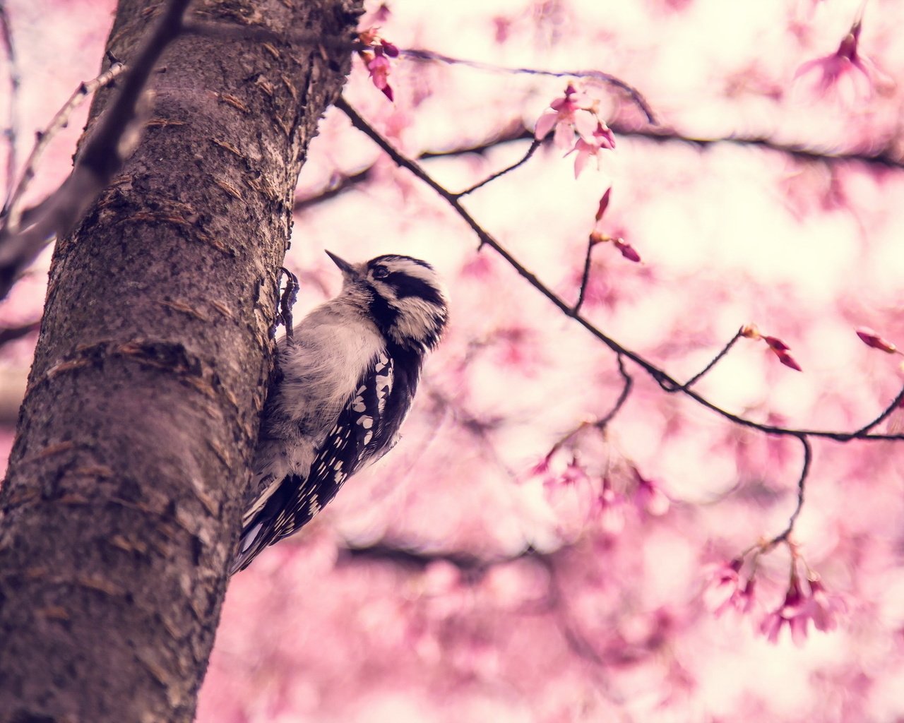 Обои птица, весна, дятел дерево, bird, spring, woodpecker tree разрешение 1920x1200 Загрузить