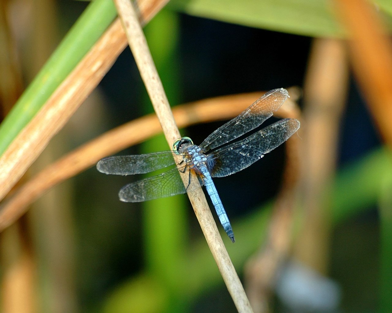 Обои трава, крылья, насекомые, стрекоза, grass, wings, insects, dragonfly разрешение 2560x1600 Загрузить