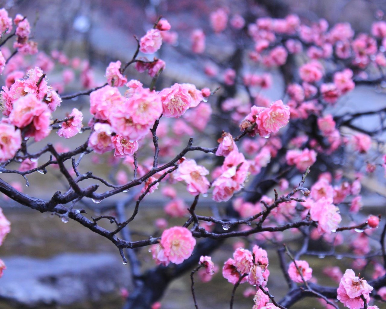 Обои цветы, вода, капли, япония, киото, весна, императорский сад, flowers, water, drops, japan, kyoto, spring, imperial garden разрешение 2048x1365 Загрузить