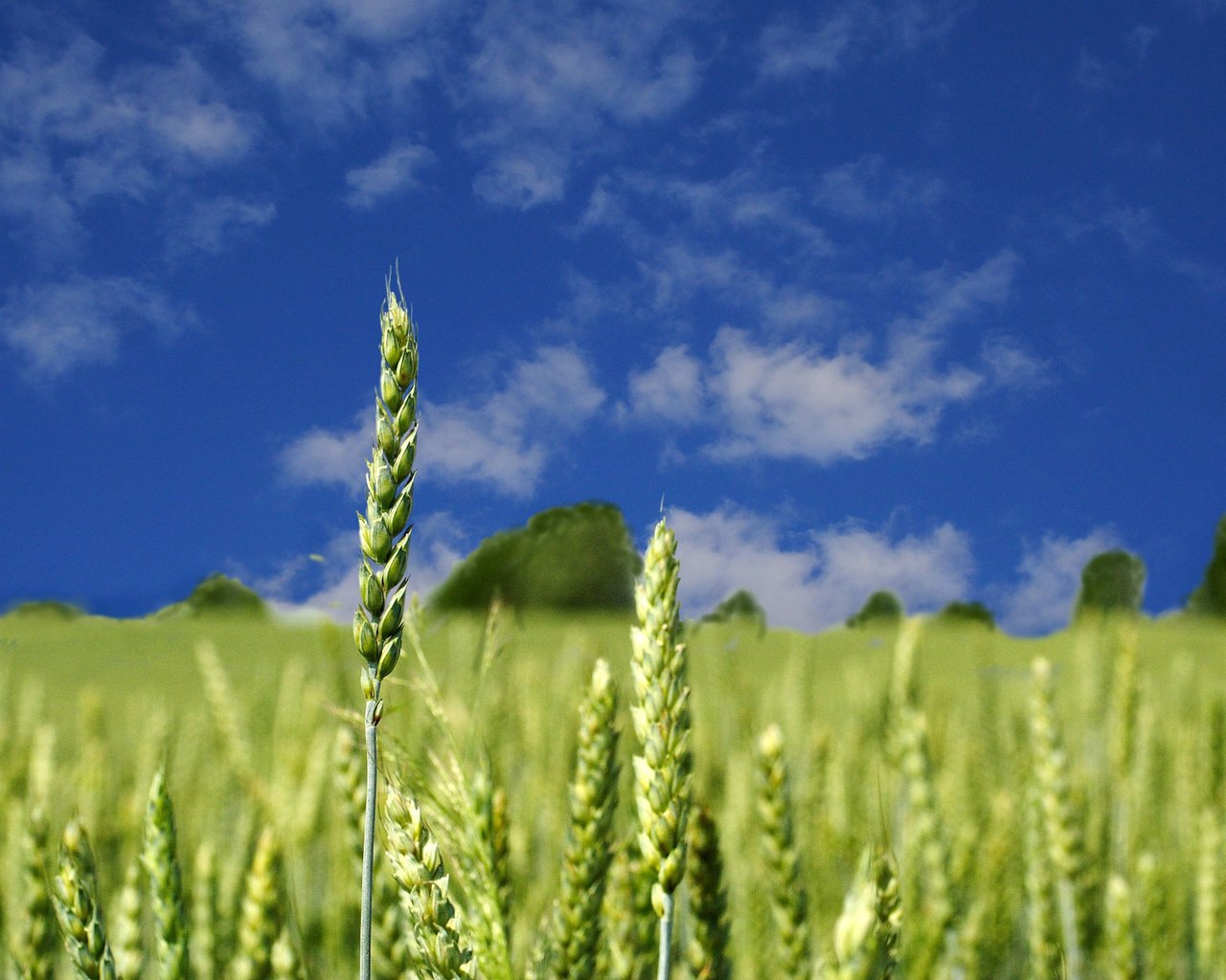 Обои небо, облака, солнце, поле, лето, колосья, пшеница, синева, the sky, clouds, the sun, field, summer, ears, wheat, blue разрешение 1920x1200 Загрузить