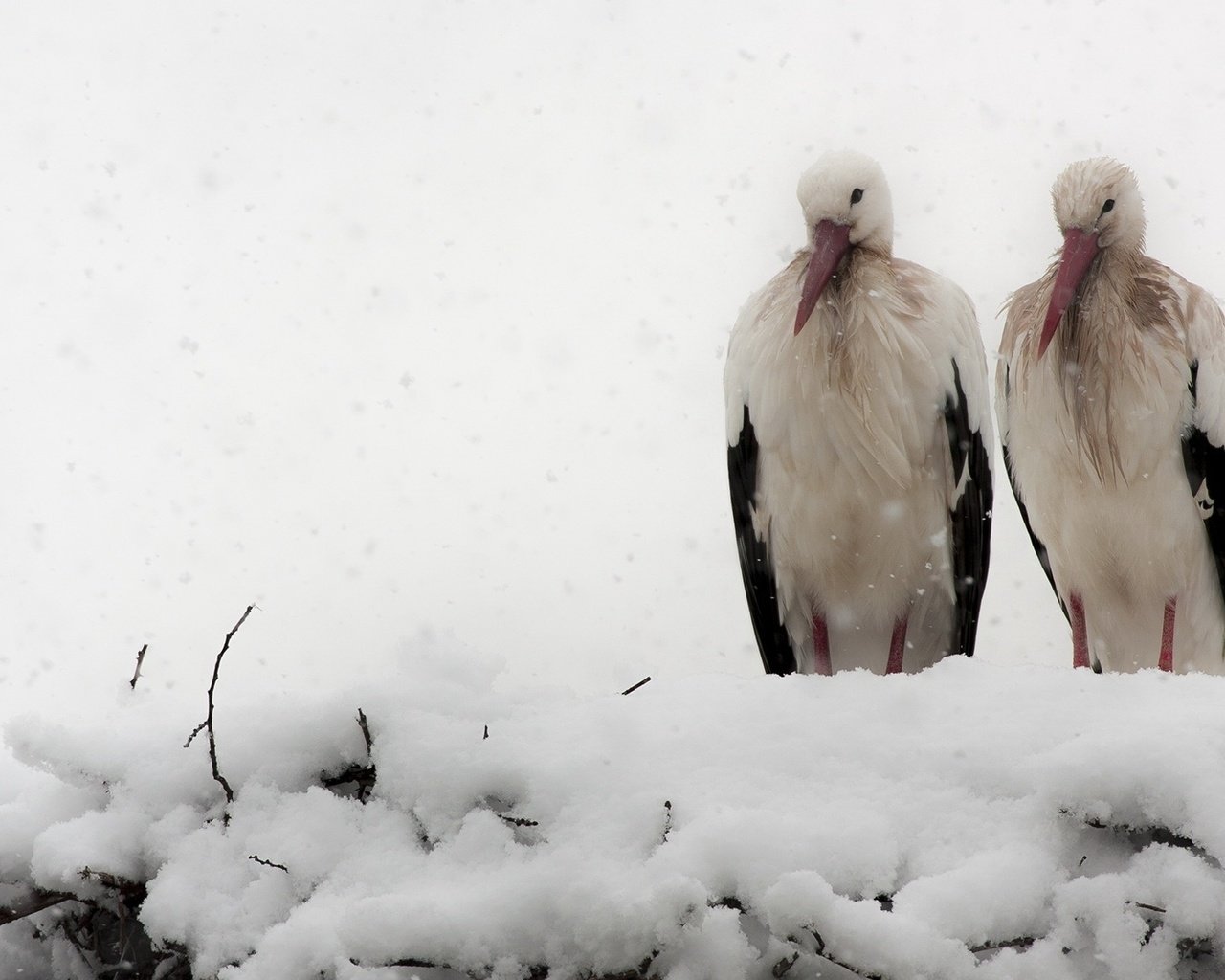 Обои снег, природа, зима, птицы, гнездо, аисты, snow, nature, winter, birds, socket, storks разрешение 1971x1122 Загрузить