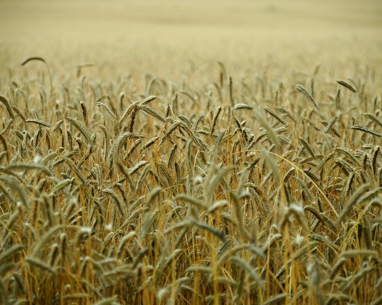 Обои поле, колосья, пшеница, стебли, field, ears, wheat, stems разрешение 1920x1275 Загрузить