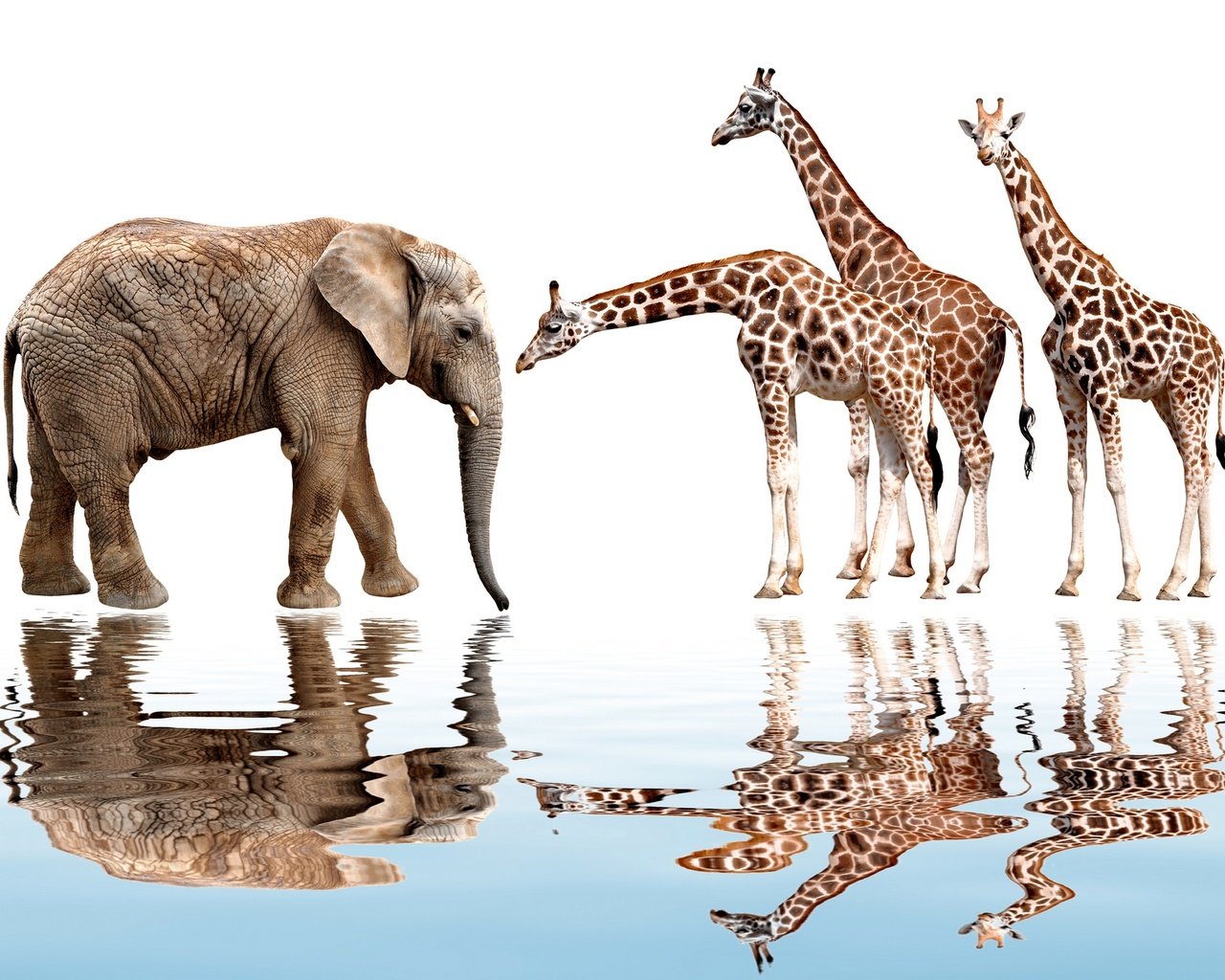 Обои отражение, животные, слон, белый фон, жираф, reflection, animals, elephant, white background, giraffe разрешение 1920x1417 Загрузить