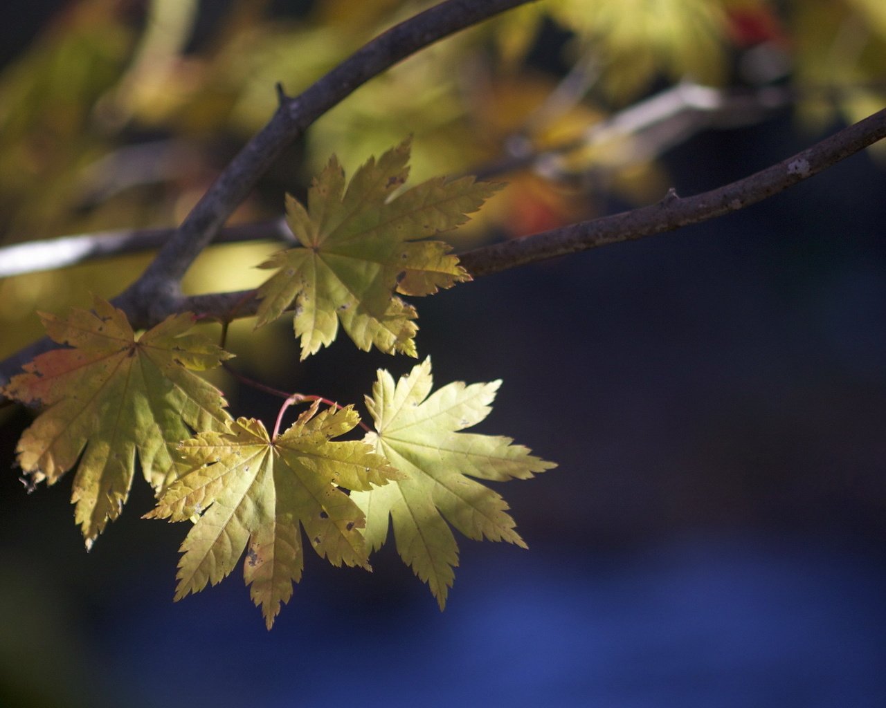 Обои природа, листья, макро, ветки, осень, nature, leaves, macro, branches, autumn разрешение 1920x1200 Загрузить