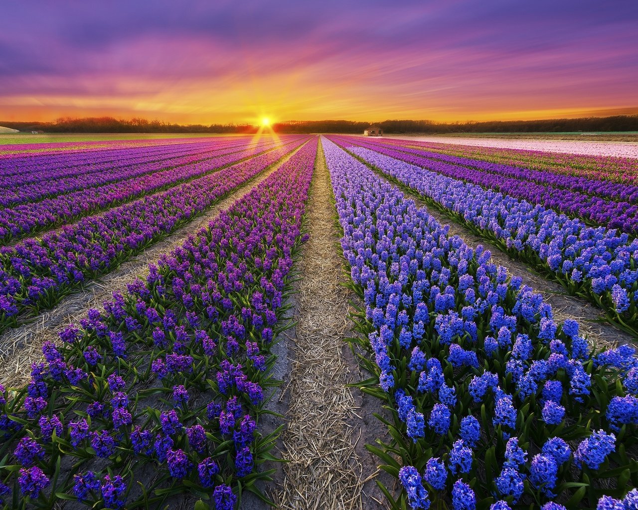 Обои цветы, закат, поле, весна, плантация, flowers, sunset, field, spring, plantation разрешение 1920x1280 Загрузить