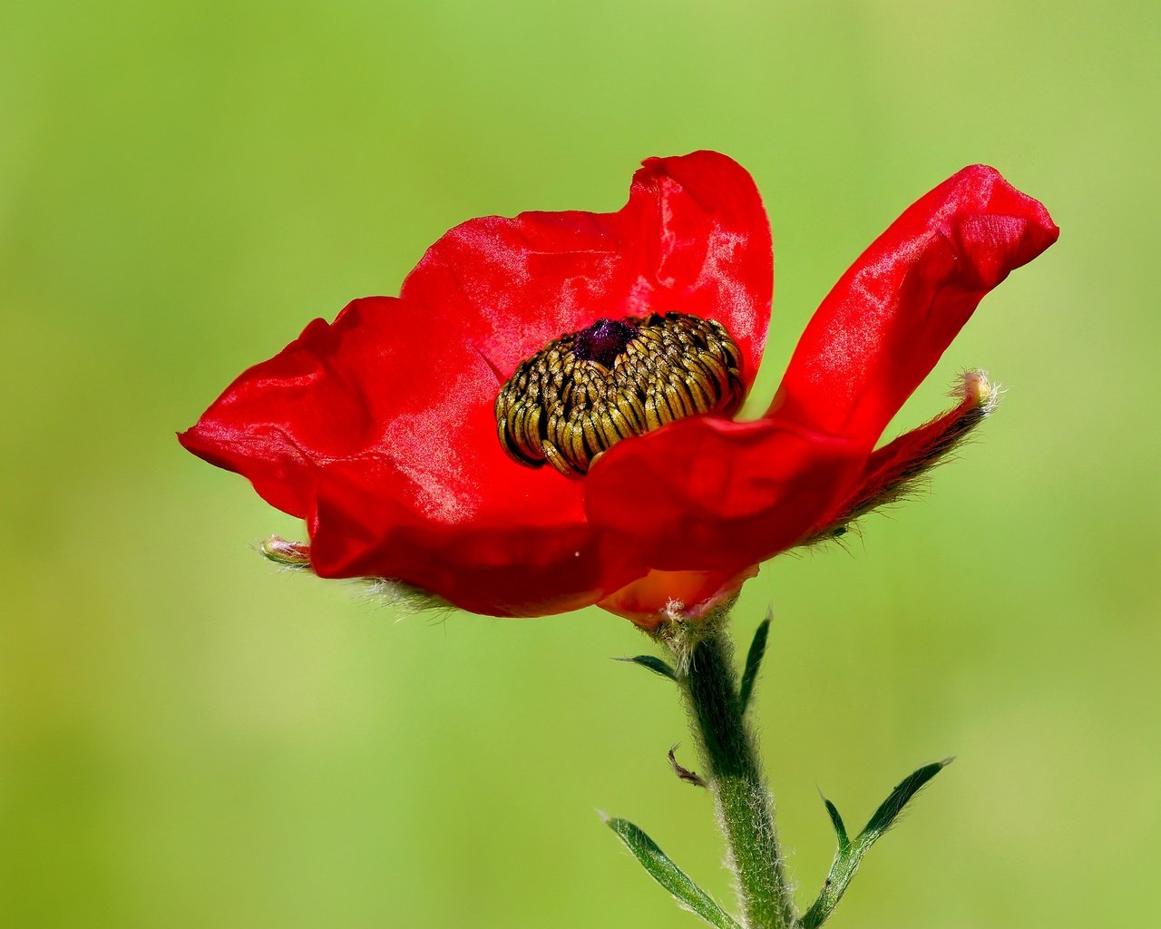 Обои макро, цветок, красный, мак, ziva & amir, macro, flower, red, mac разрешение 4190x2771 Загрузить