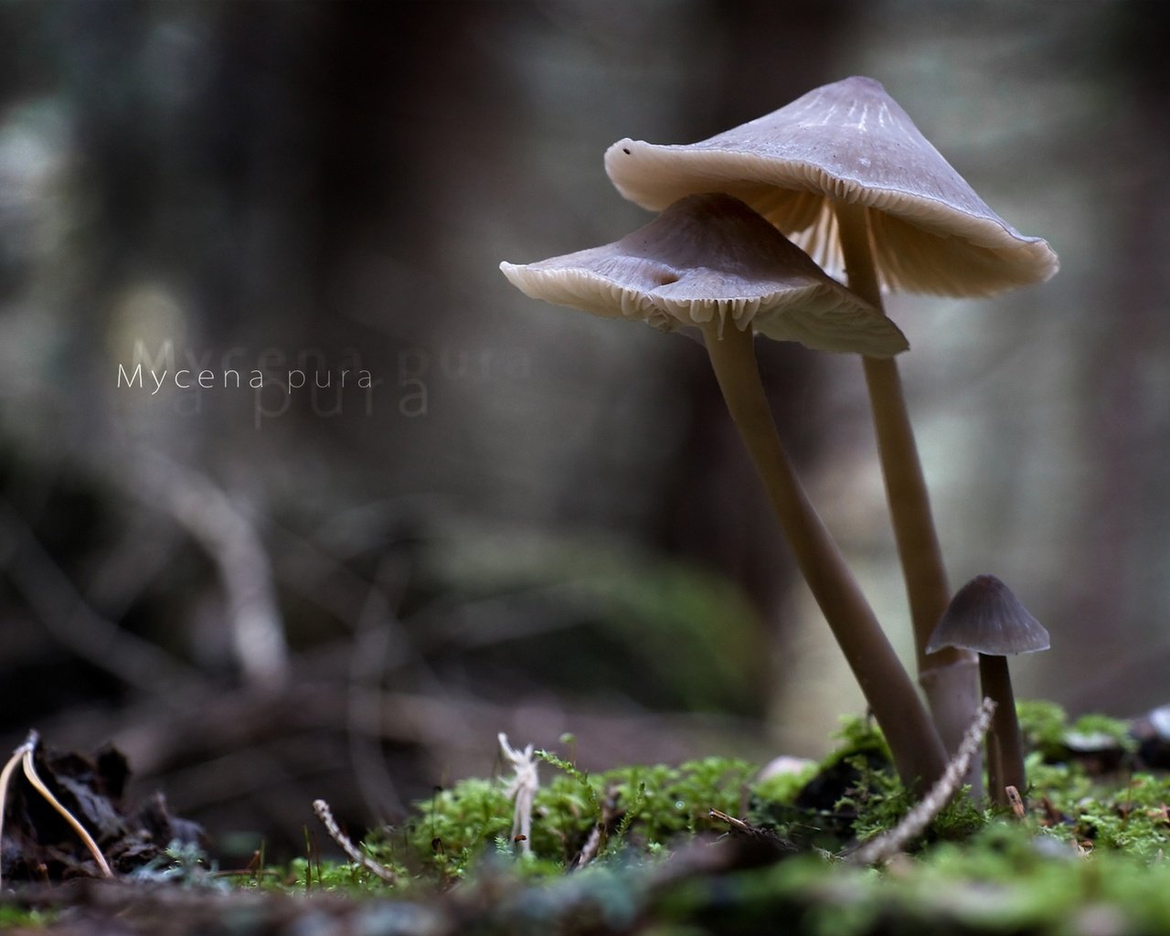 Обои природа, макро, грибы, mycena pura, nature, macro, mushrooms разрешение 1920x1213 Загрузить