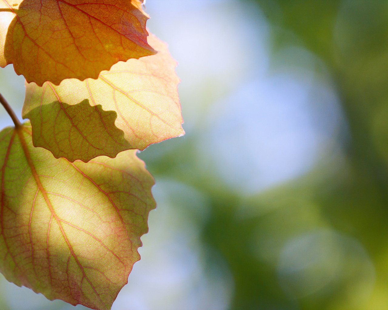 Обои природа, листья, макро, осень, блики, осенние листья, nature, leaves, macro, autumn, glare, autumn leaves разрешение 1920x1280 Загрузить