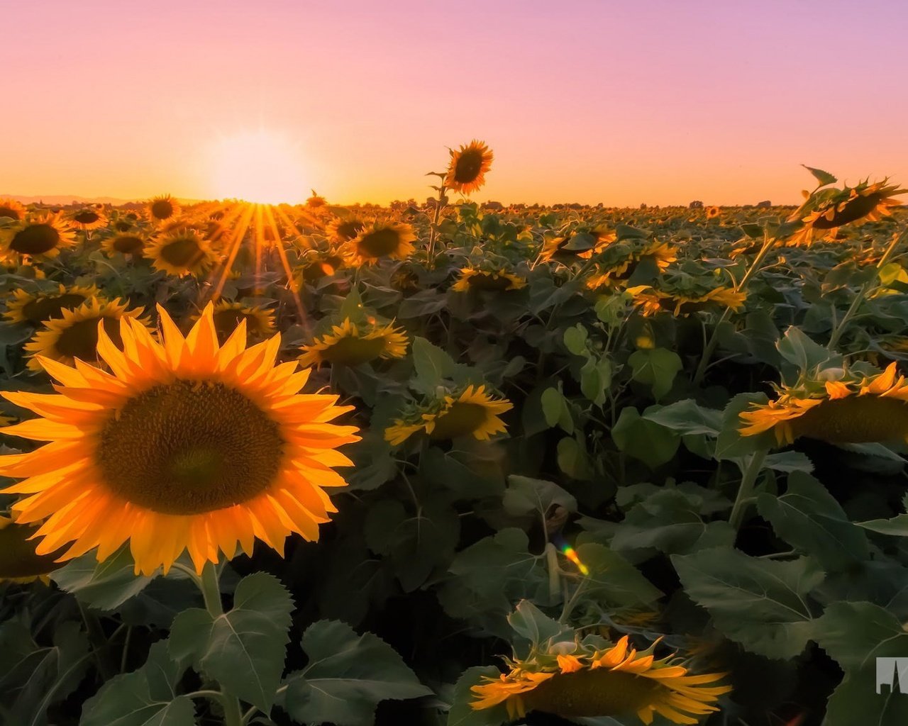 Обои закат, макро, поле, фотограф, подсолнухи, kenji yamamura, sunset, macro, field, photographer, sunflowers разрешение 1920x1080 Загрузить