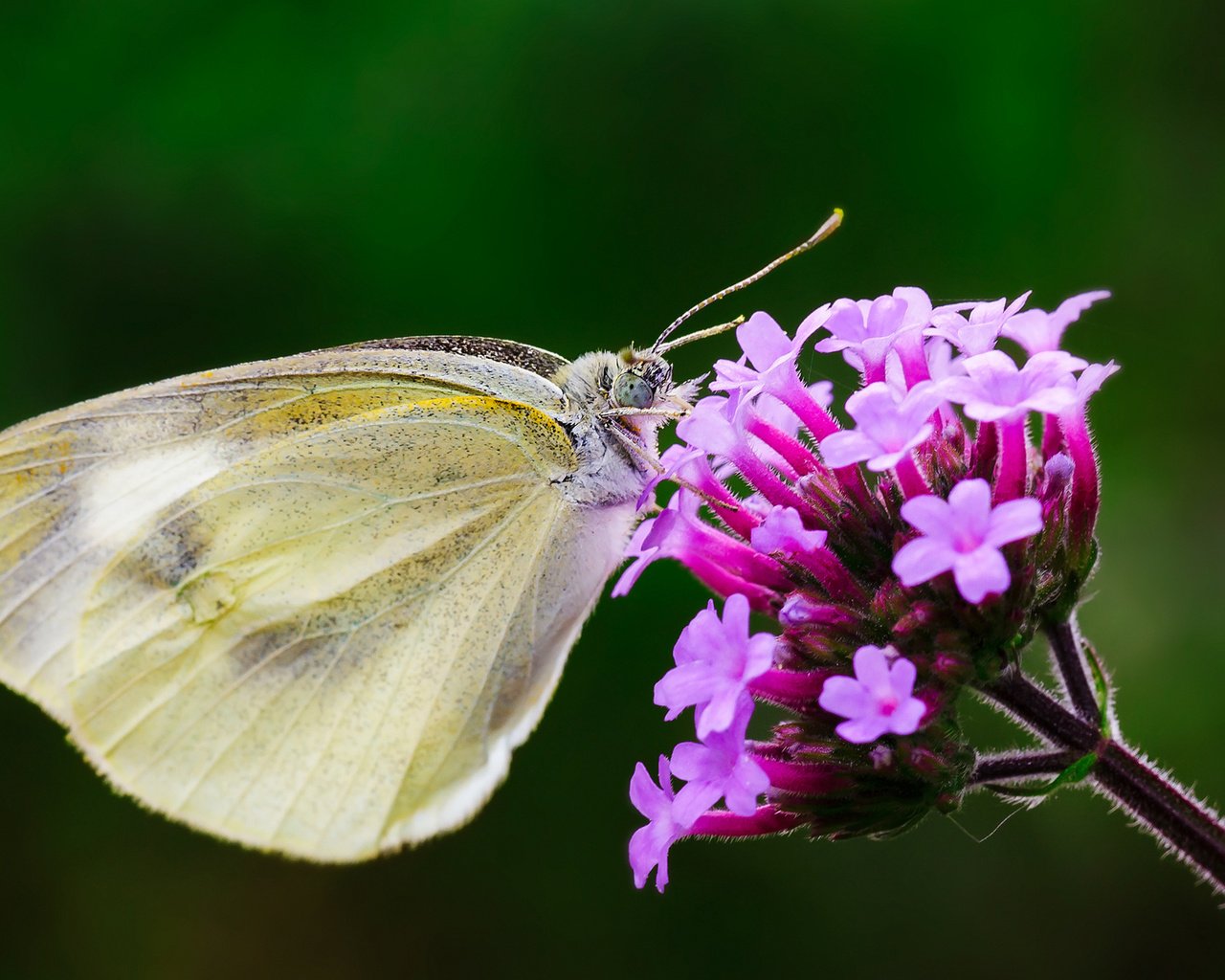 Обои макро, насекомое, цветок, бабочка, крылья, macro, insect, flower, butterfly, wings разрешение 1920x1200 Загрузить