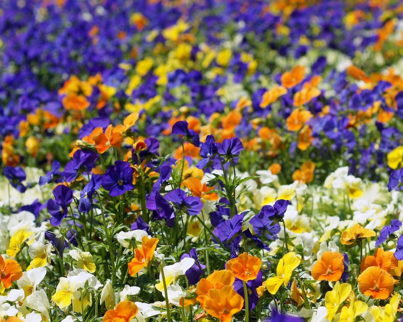 Обои цветы, разноцветные, яркие, анютины глазки, клумба, flowers, colorful, bright, pansy, flowerbed разрешение 1920x1200 Загрузить