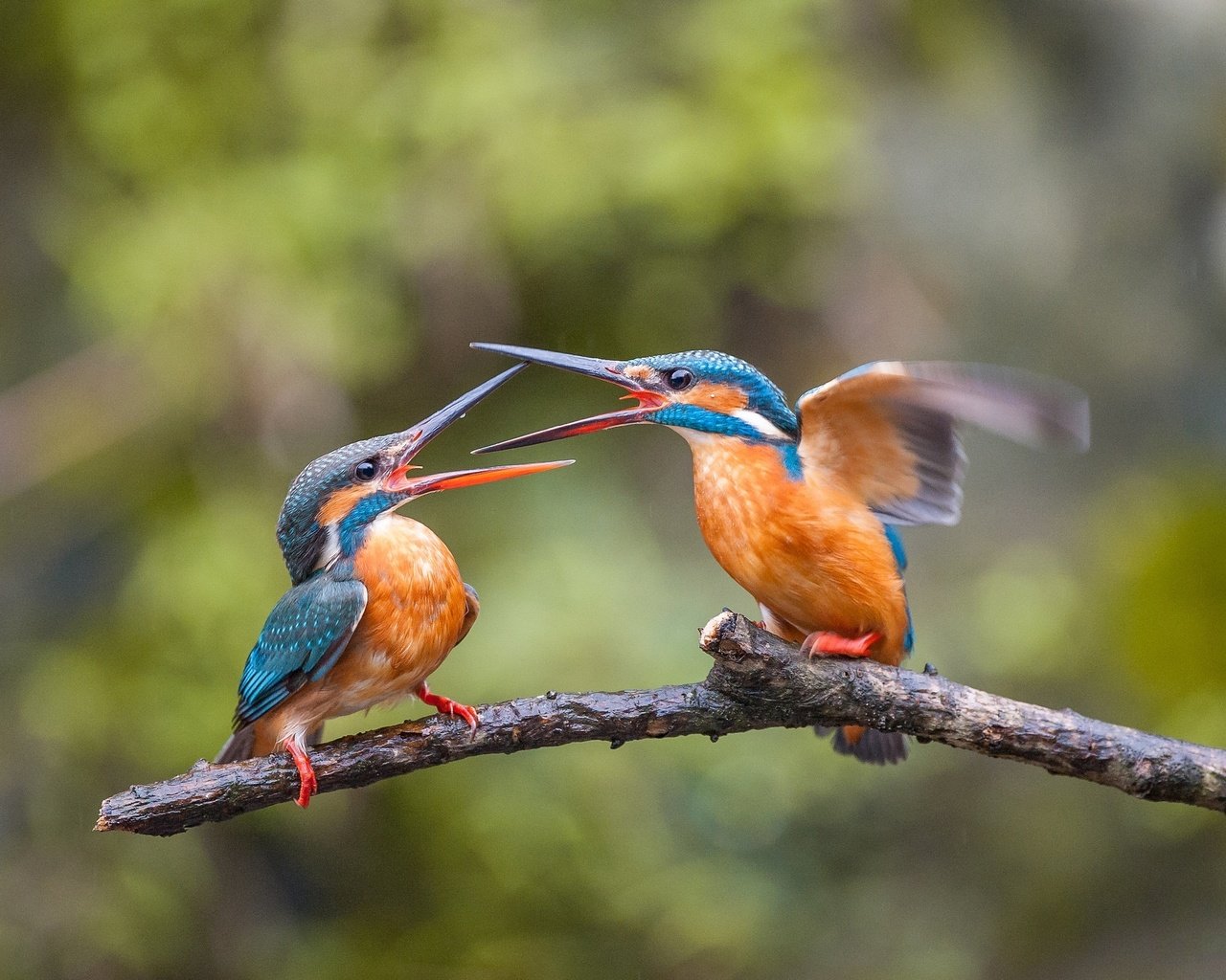 Обои ветка, птицы, клюв, перья, зимородок, ссора, зимородки, branch, birds, beak, feathers, kingfisher, fight, alcedo разрешение 2048x1362 Загрузить