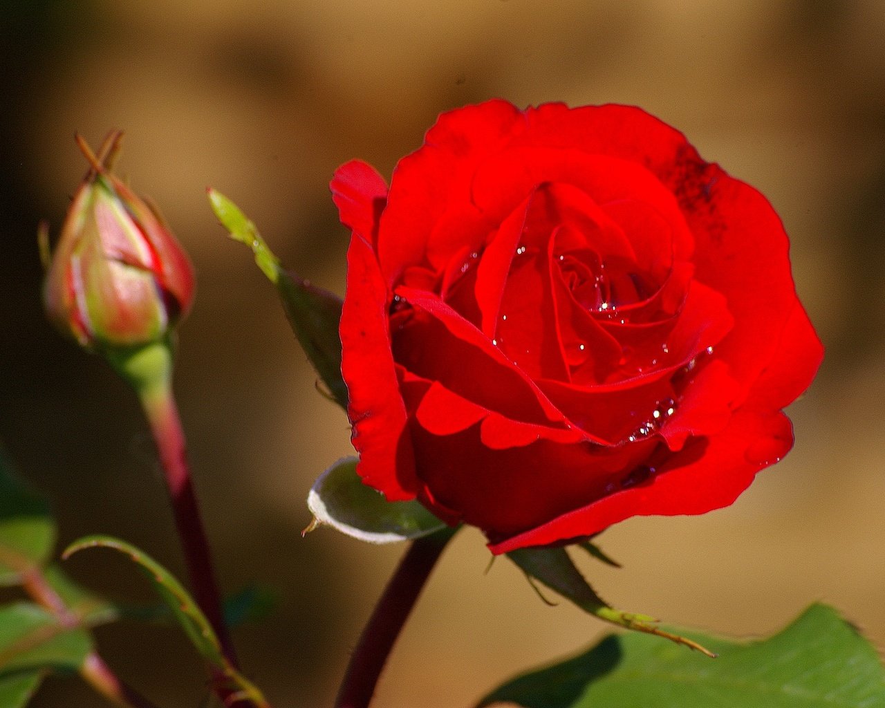 Обои цветы, макро, капли, роза, красная, бутон, flowers, macro, drops, rose, red, bud разрешение 2048x1362 Загрузить