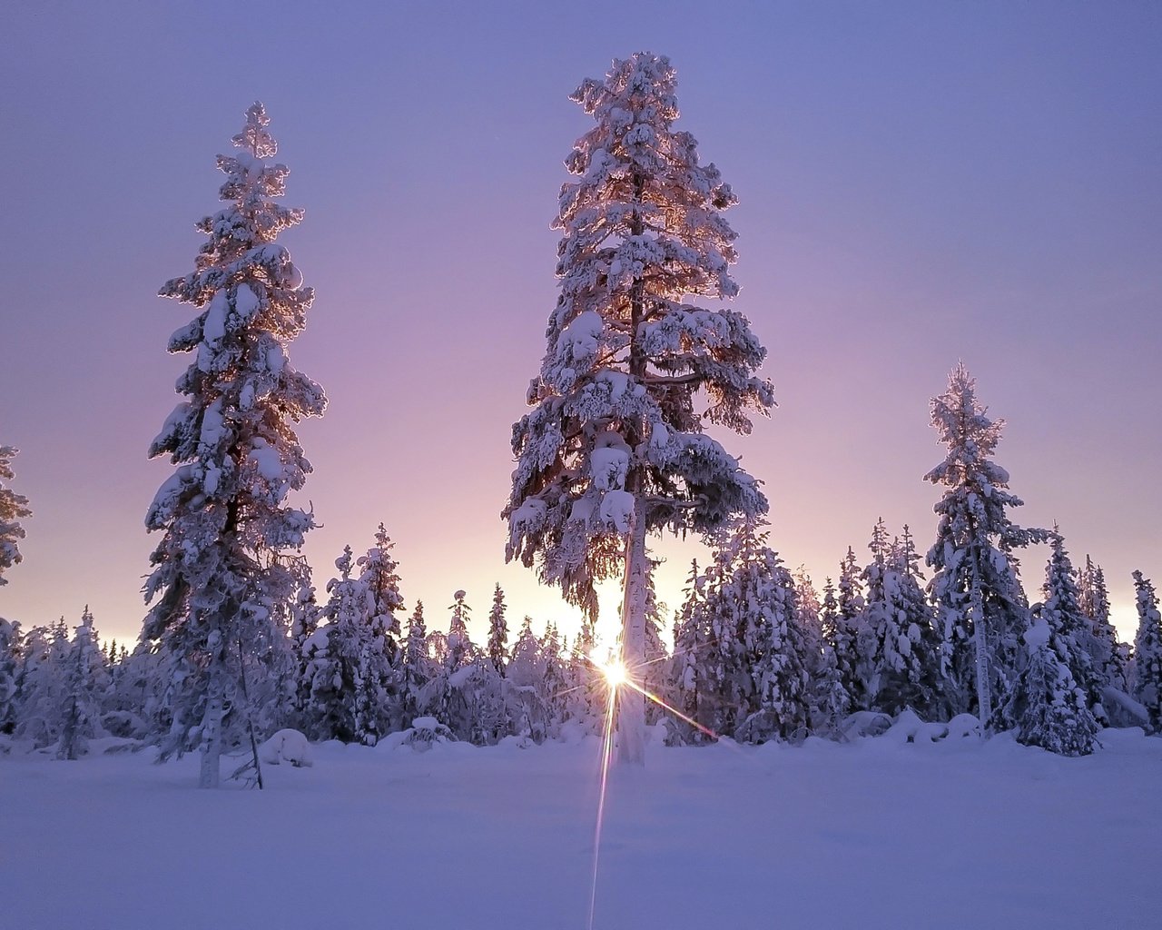 Обои небо, деревья, солнце, снег, лес, зима, солнечный свет, the sky, trees, the sun, snow, forest, winter, sunlight разрешение 1920x1200 Загрузить