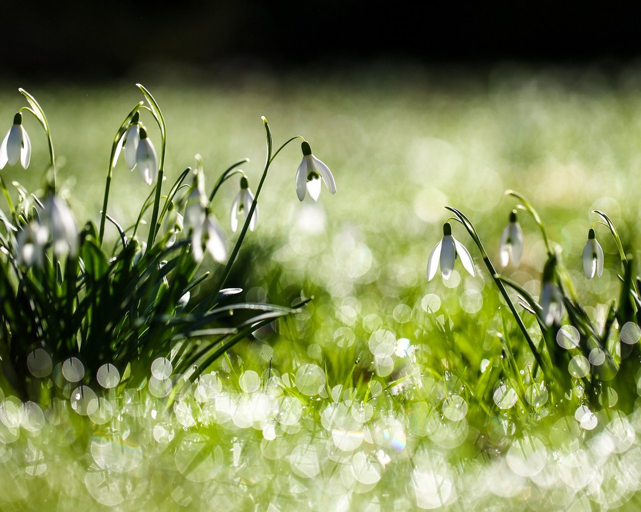 Обои цветы, трава, белые, зеленая, подснежники, flowers, grass, white, green, snowdrops разрешение 1920x1200 Загрузить