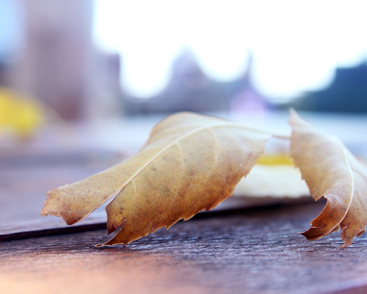 Обои макро, листок, осень, лист, macro, leaf, autumn, sheet разрешение 4752x3168 Загрузить