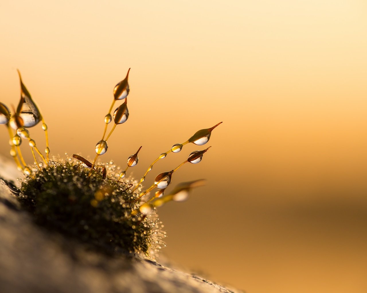 Обои природа, закат, макро, капли, мох, anniison, nature, sunset, macro, drops, moss разрешение 2048x1367 Загрузить