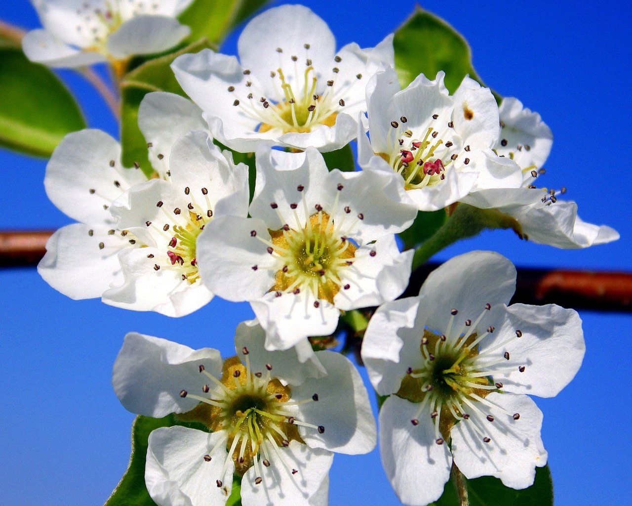 Обои небо, цветы, макро, лепестки, сад, весна, the sky, flowers, macro, petals, garden, spring разрешение 2048x1577 Загрузить