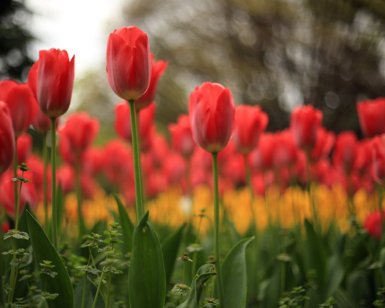 Обои цветы, природа, тюльпаны, flowers, nature, tulips разрешение 2560x1600 Загрузить