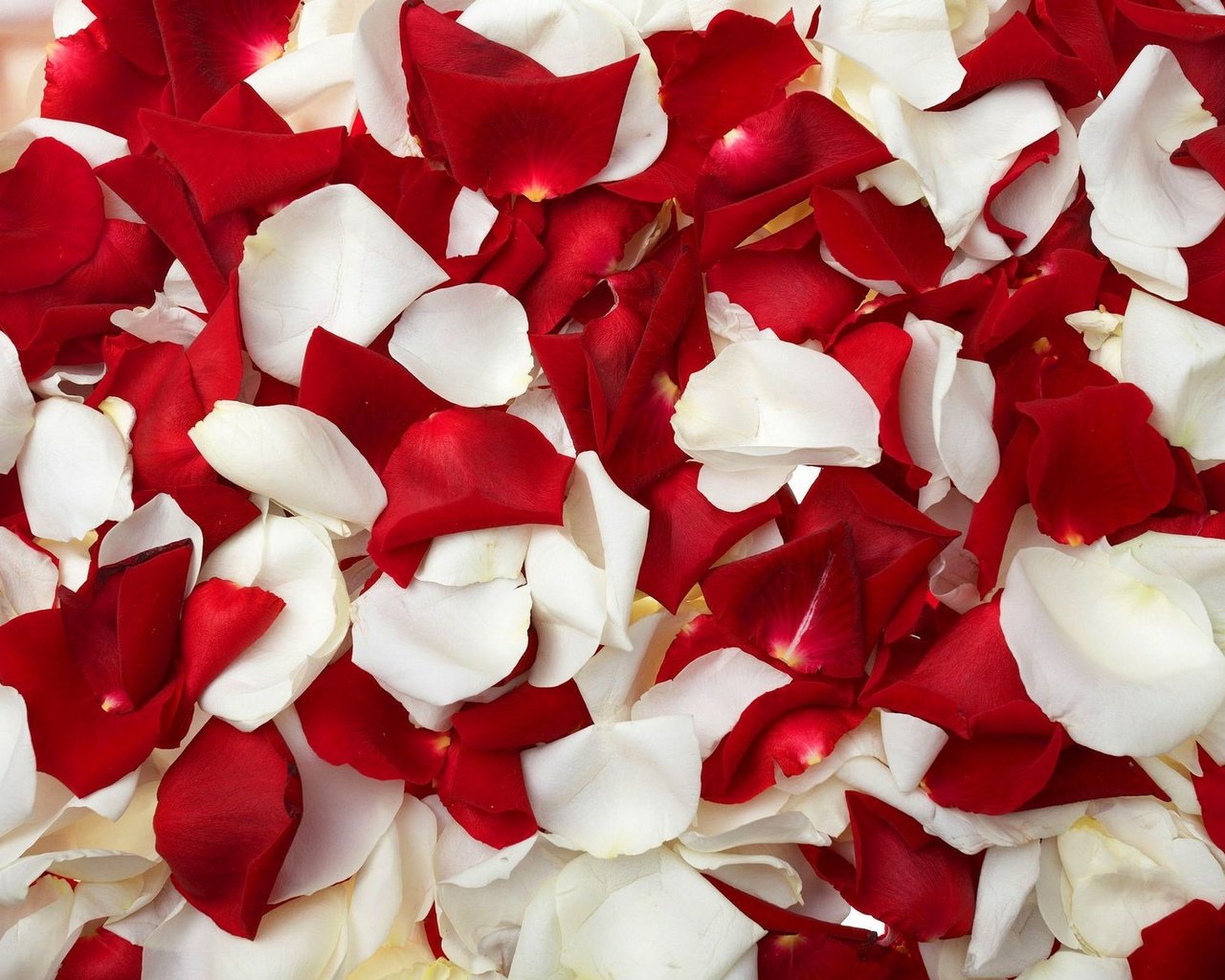 Обои цветы, роза, лепестки, красные, белые, flowers, rose, petals, red, white разрешение 1920x1200 Загрузить