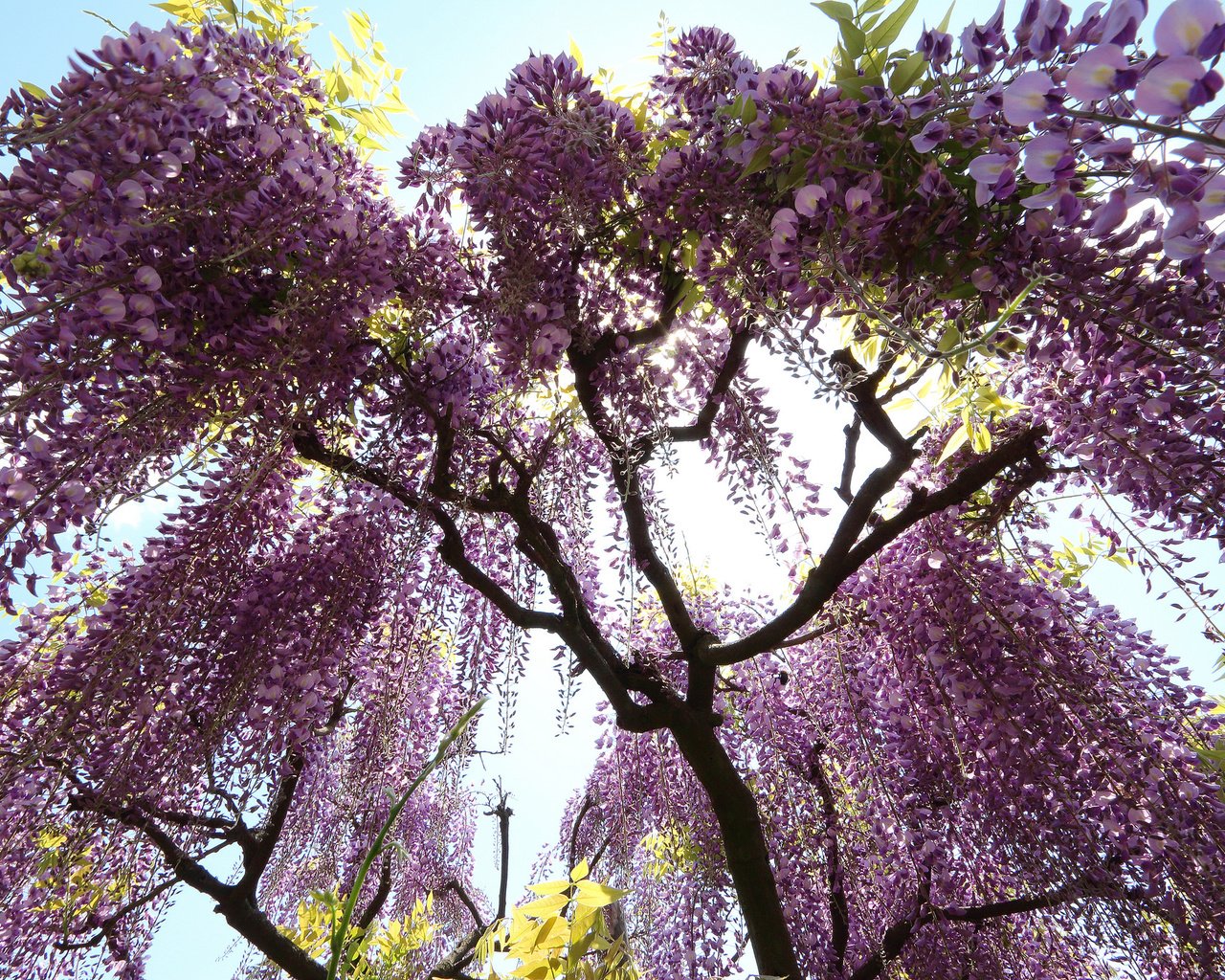 Обои цветы, дерево, цветение, глициния, лиловые, вистерия, flowers, tree, flowering, wisteria, purple разрешение 2048x1365 Загрузить