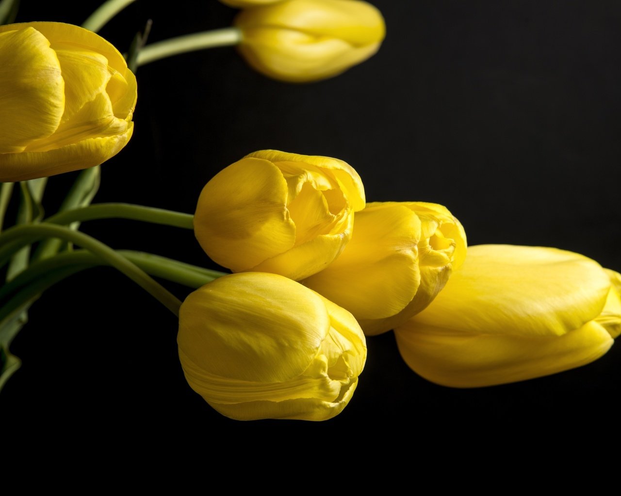 Обои цветы, бутоны, черный фон, тюльпаны, желтые, flowers, buds, black background, tulips, yellow разрешение 4000x2630 Загрузить