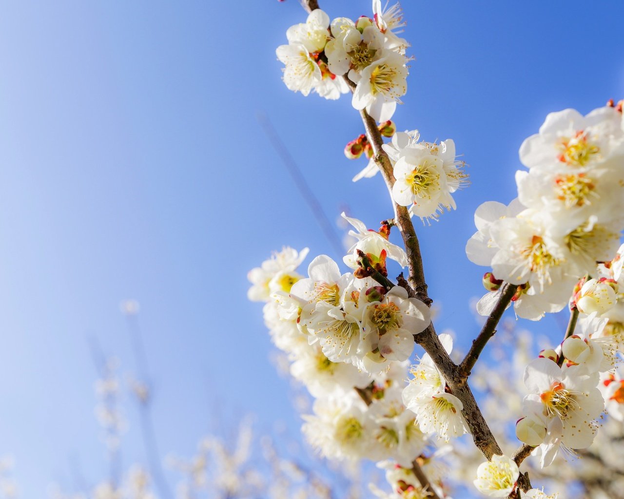 Обои небо, цветы, ветки, сад, весна, the sky, flowers, branches, garden, spring разрешение 2048x1416 Загрузить