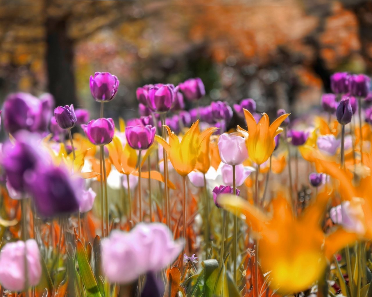 Обои цветы, природа, тюльпаны, flowers, nature, tulips разрешение 2560x1619 Загрузить
