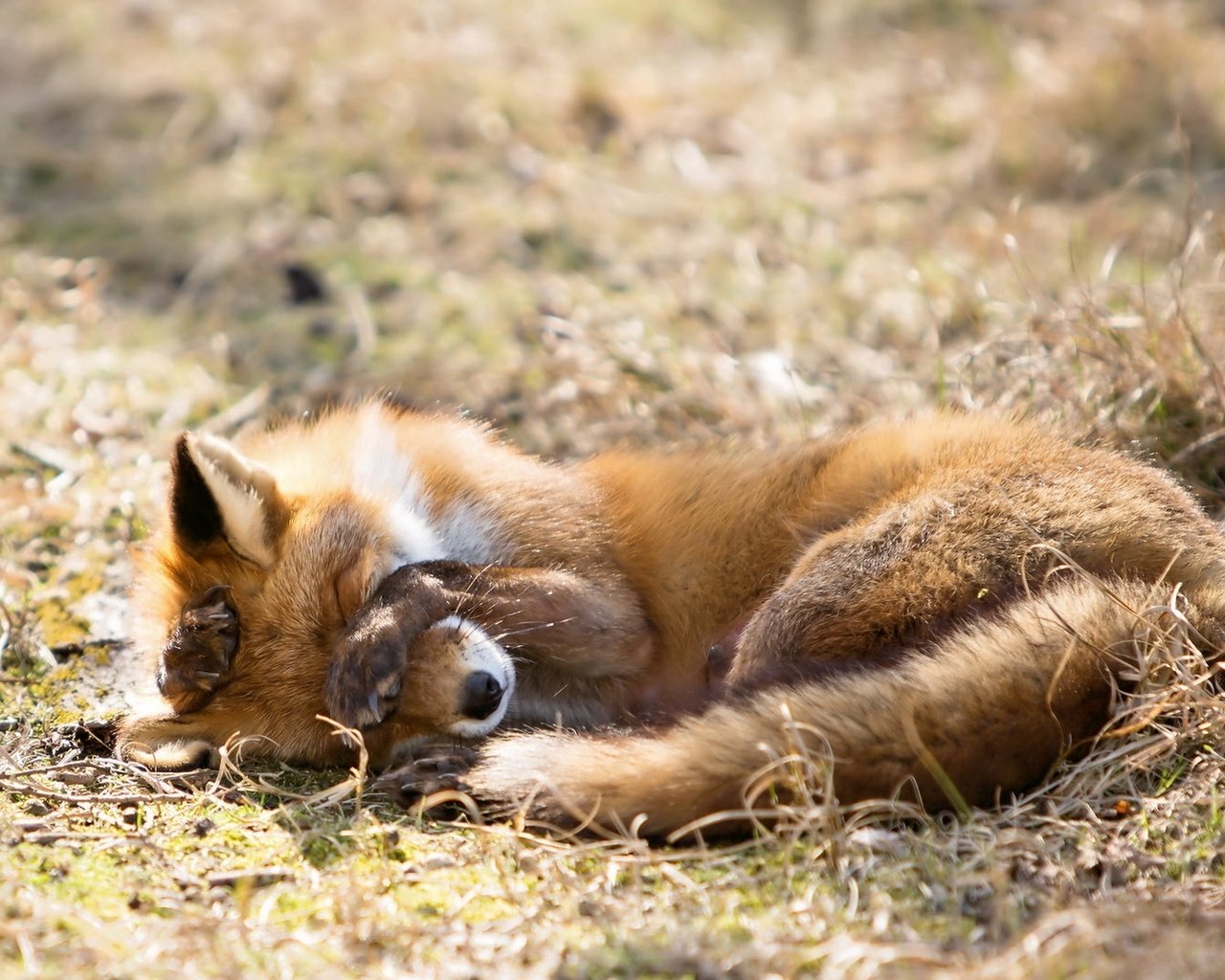 Обои трава, природа, фон, лиса, лисица, сухая, grass, nature, background, fox, dry разрешение 2053x1080 Загрузить