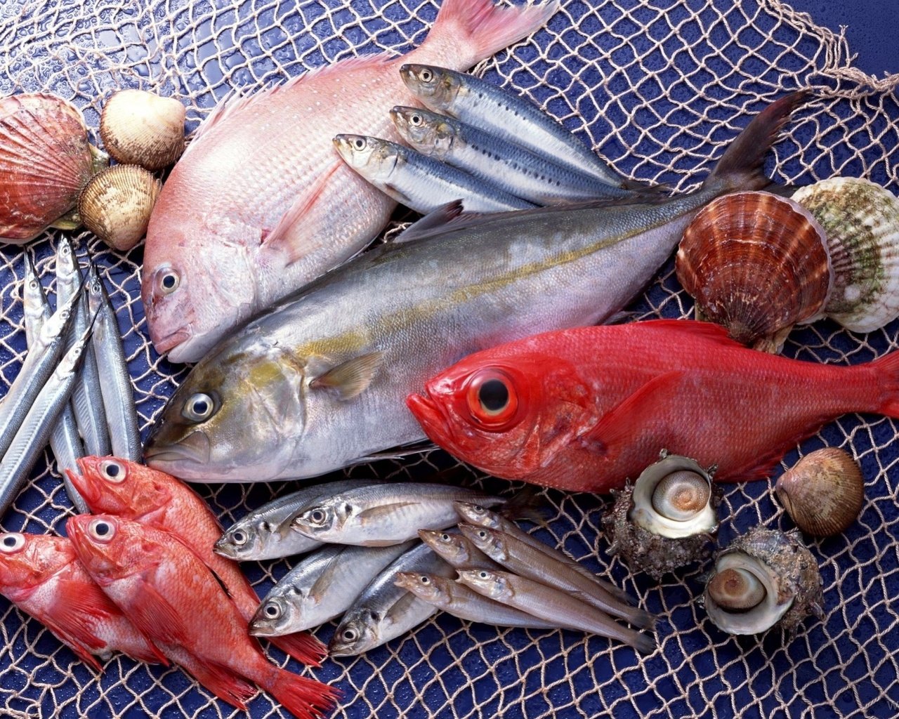 Обои ракушки, сеть, рыба, морепродукты, разнообразие, свежая, shell, network, fish, seafood, diversity, fresh разрешение 1920x1324 Загрузить