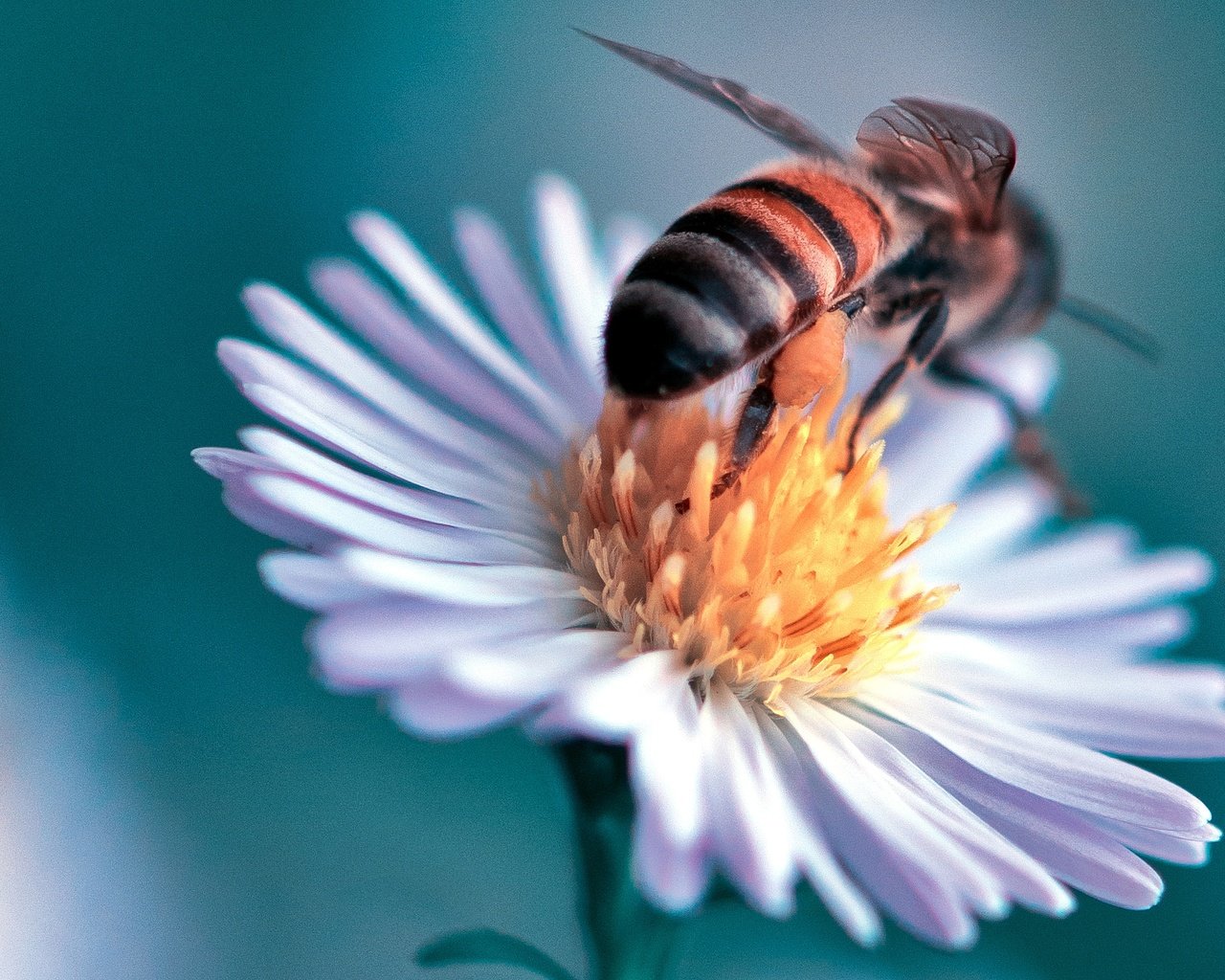 Обои макро, насекомое, цветок, пчела, маргаритка, danny perez photography, macro, insect, flower, bee, daisy разрешение 2048x1371 Загрузить