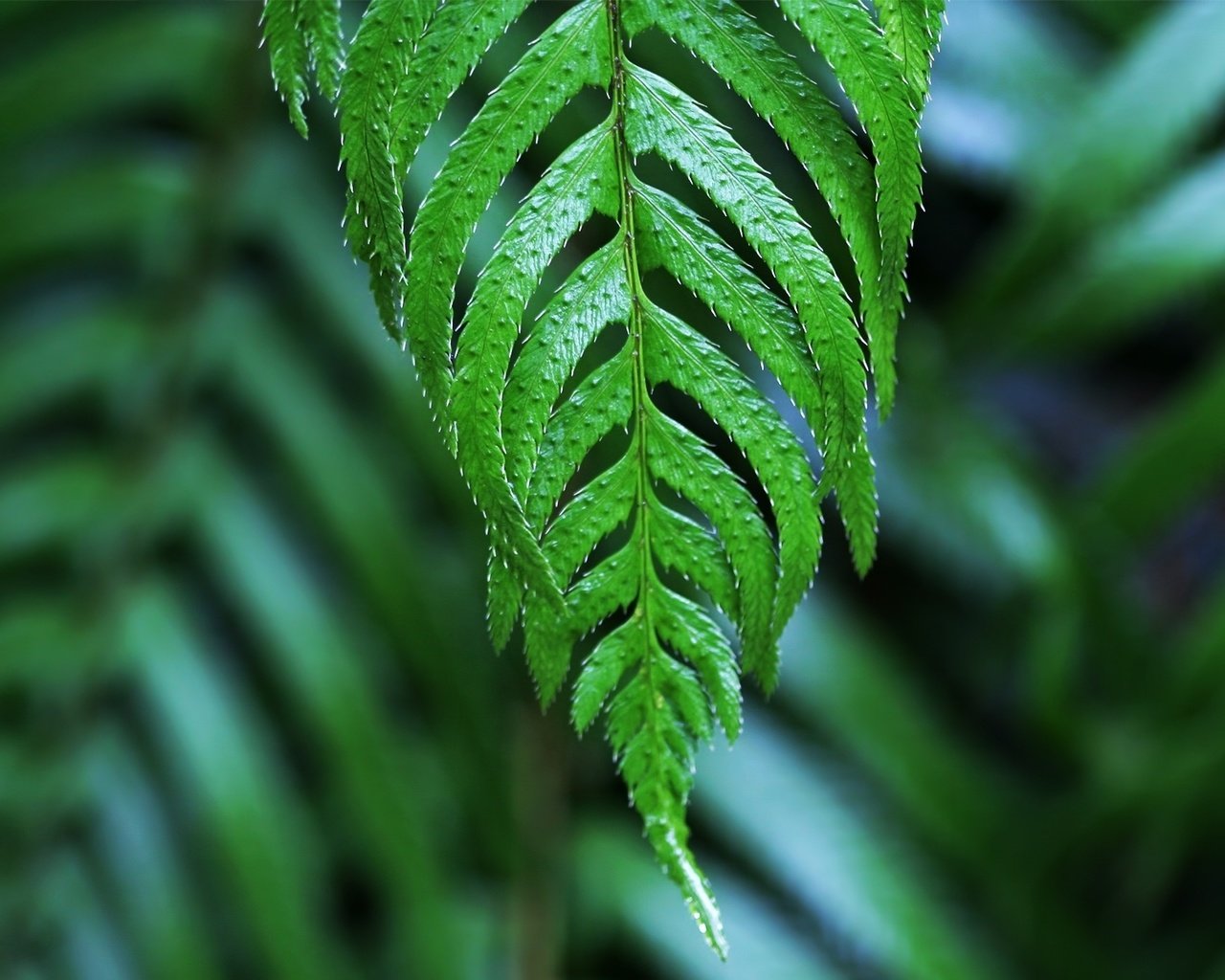 Обои зелёный, макро, лист, растение, папоротник, green, macro, sheet, plant, fern разрешение 1920x1200 Загрузить