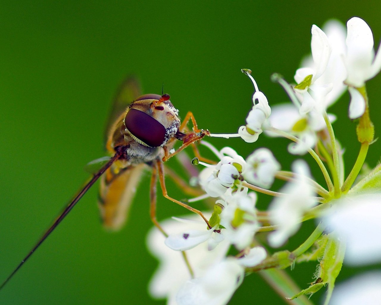 Обои макро, насекомое, цветок, белый, муха, журчалка, ziva & amir, macro, insect, flower, white, fly, gorzalka разрешение 1931x1287 Загрузить