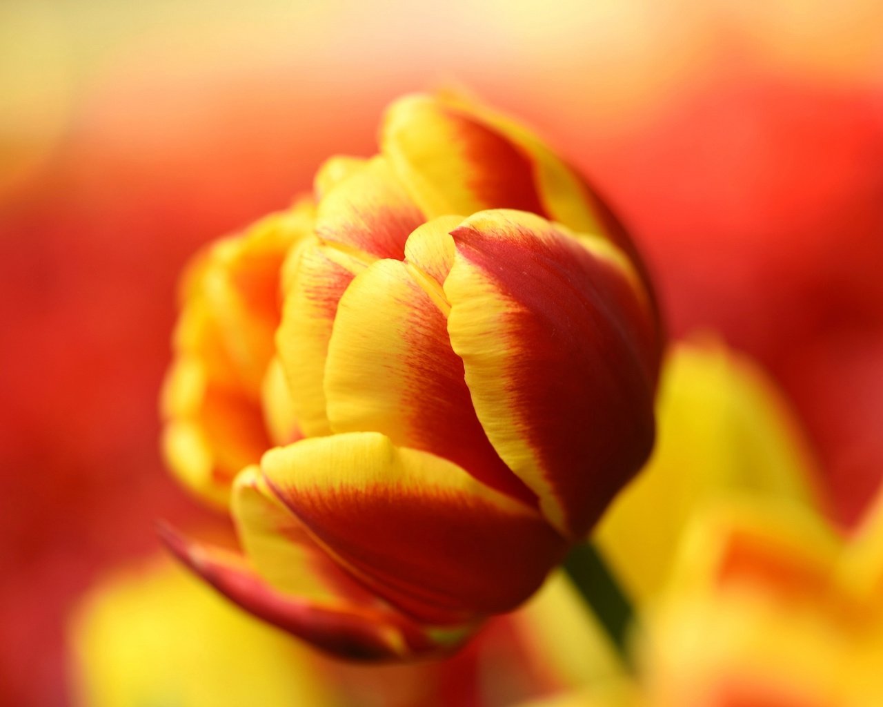 Обои природа, макро, лепестки, бутон, тюльпан, nature, macro, petals, bud, tulip разрешение 2048x1367 Загрузить